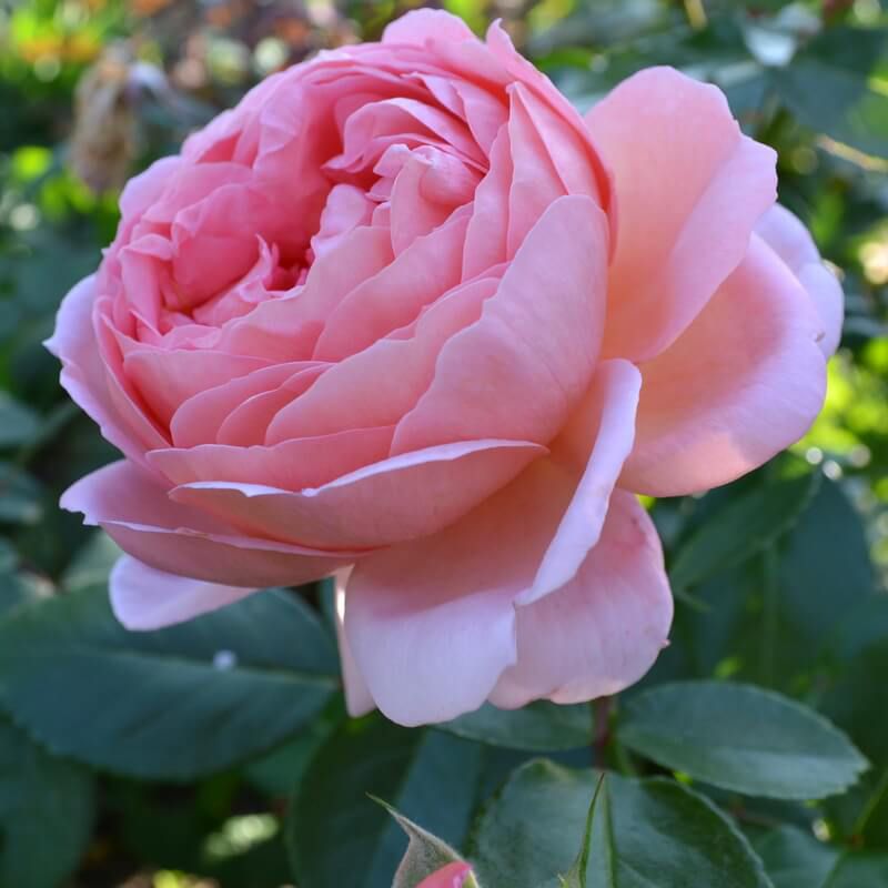 Роза английская Бразе Кадфаэль